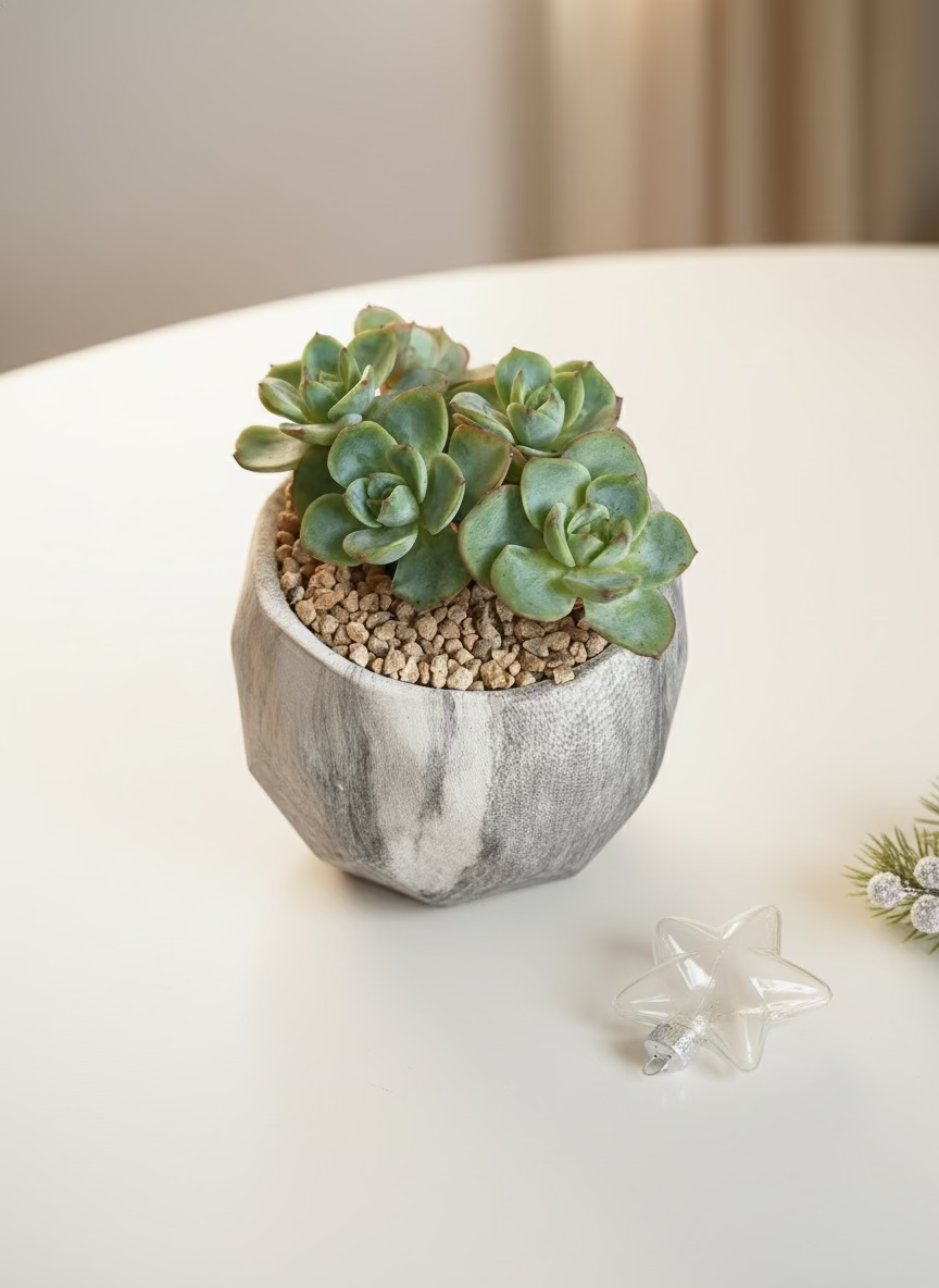 Succulent Classic Marble Grey Planter - Echeveria Elegans - SlowBloomGreens