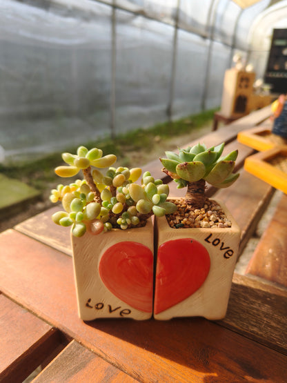 Succulent Heart Duo – The Perfect Gift of Love and Growth