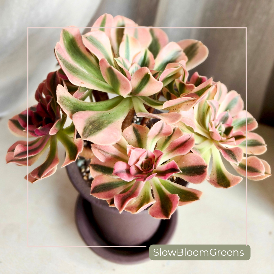 Aeonium Pink Witch Variegata – Rare Bare Root Succulent