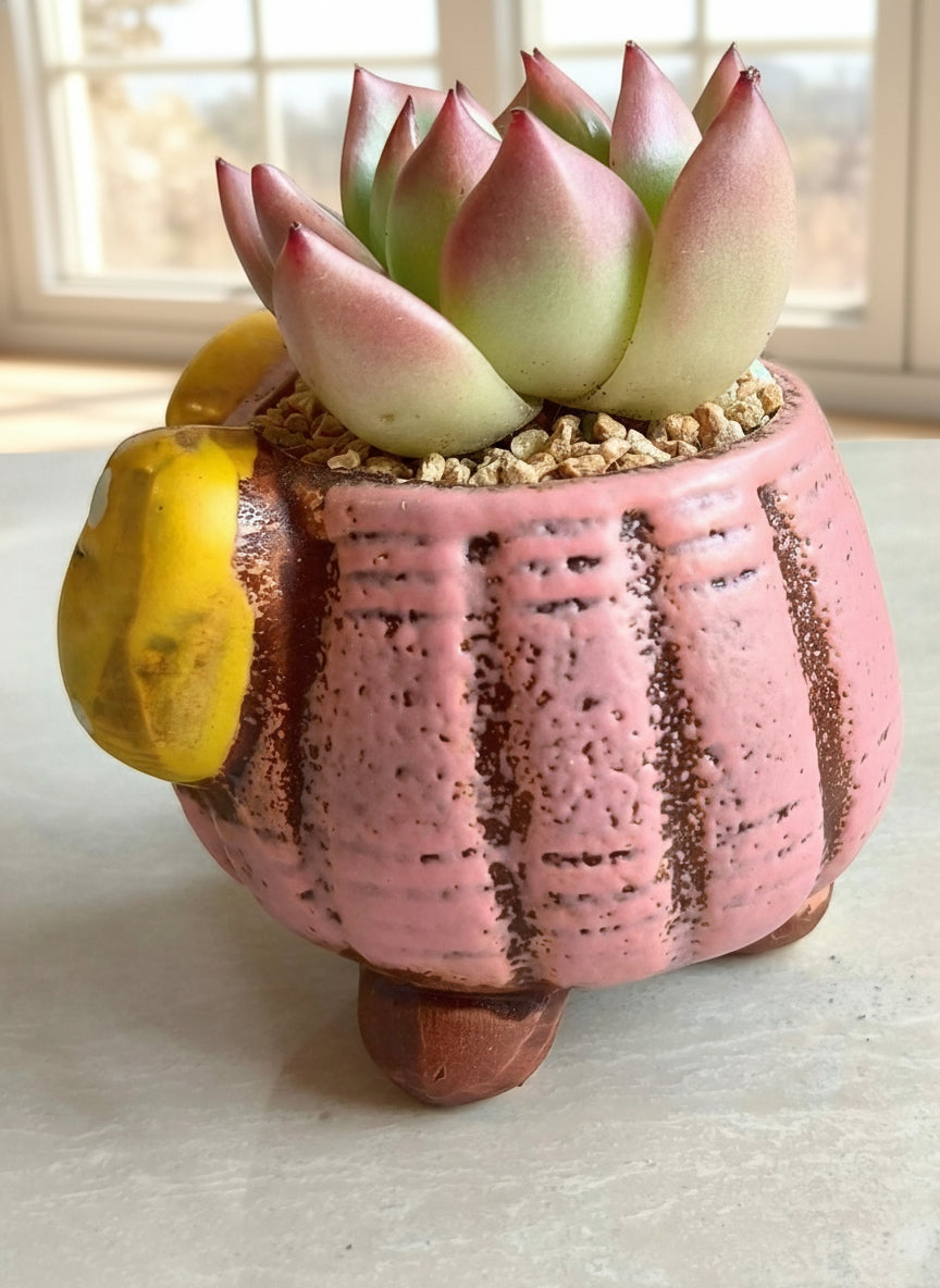Succulent Pink Polka Dot Bow Planter – Echeveria agavoides 'Christmas Eve' - SlowBloomGreens