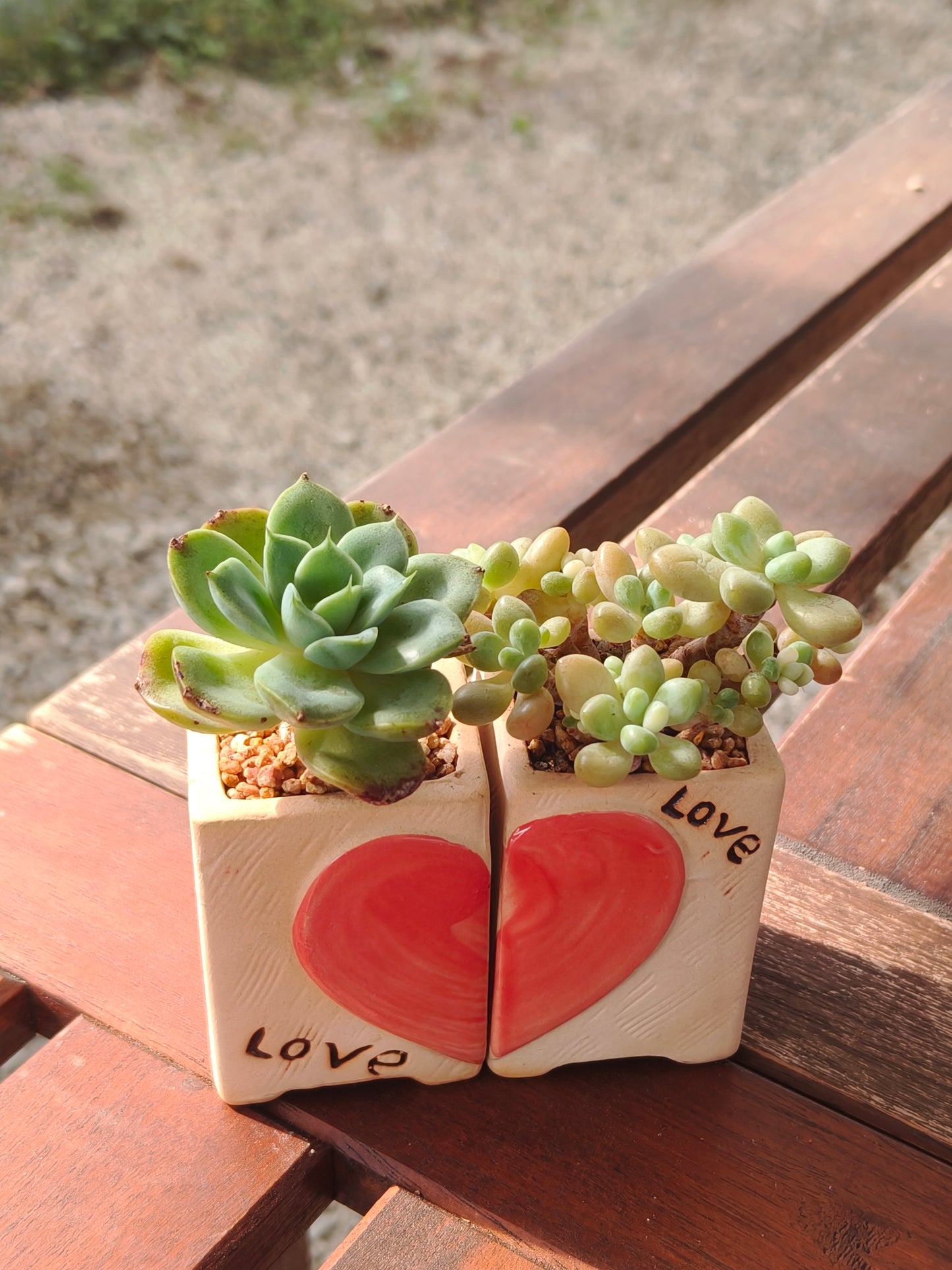 Succulent Heart Duo – The Perfect Gift of Love and Growth