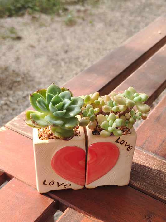 Succulent Heart Duo – The Perfect Gift of Love and Growth