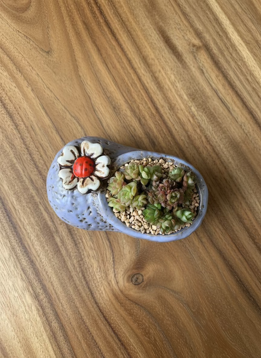 Succulent Mary Jane Charm Violet Planter - Cremnosedum 'Little Gem' - SlowBloomGreens