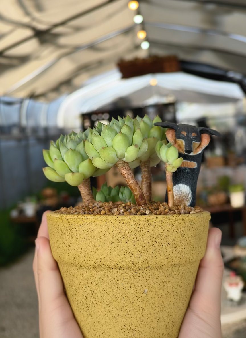 Succulent Speckled Terracotta Yellow Planter (with dauchund) – Echeveria Chilli & Lime - SlowBloomGreens