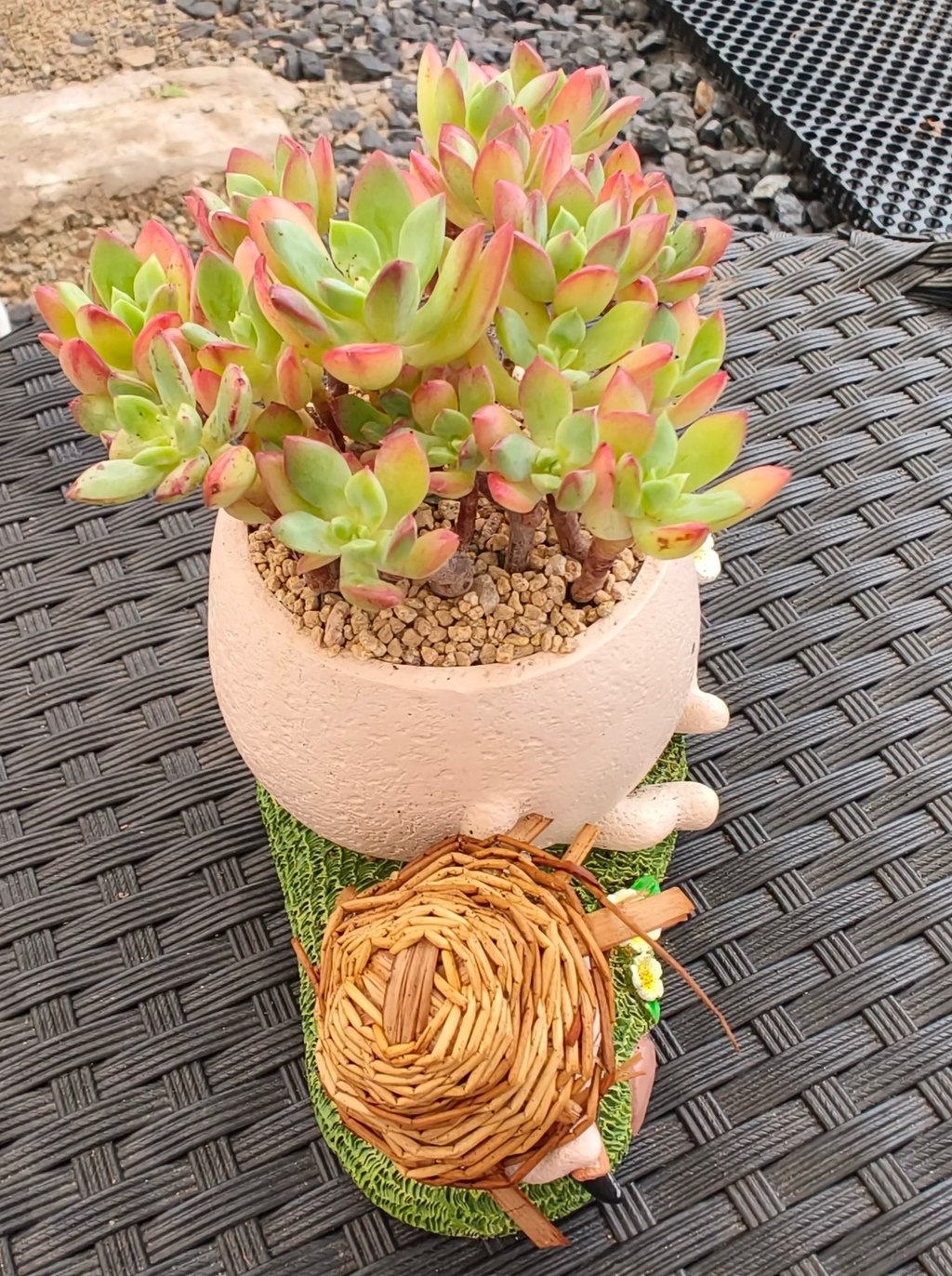 Succulent Buddies Planter - Echeveria 'Minibelle' - SlowBloomGreens