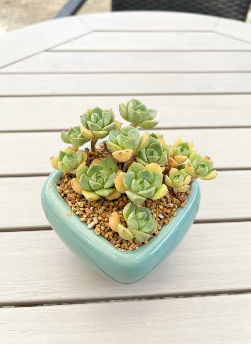 Succulent Zen Square Pastel Green Planter – Echeveria - SlowBloomGreens
