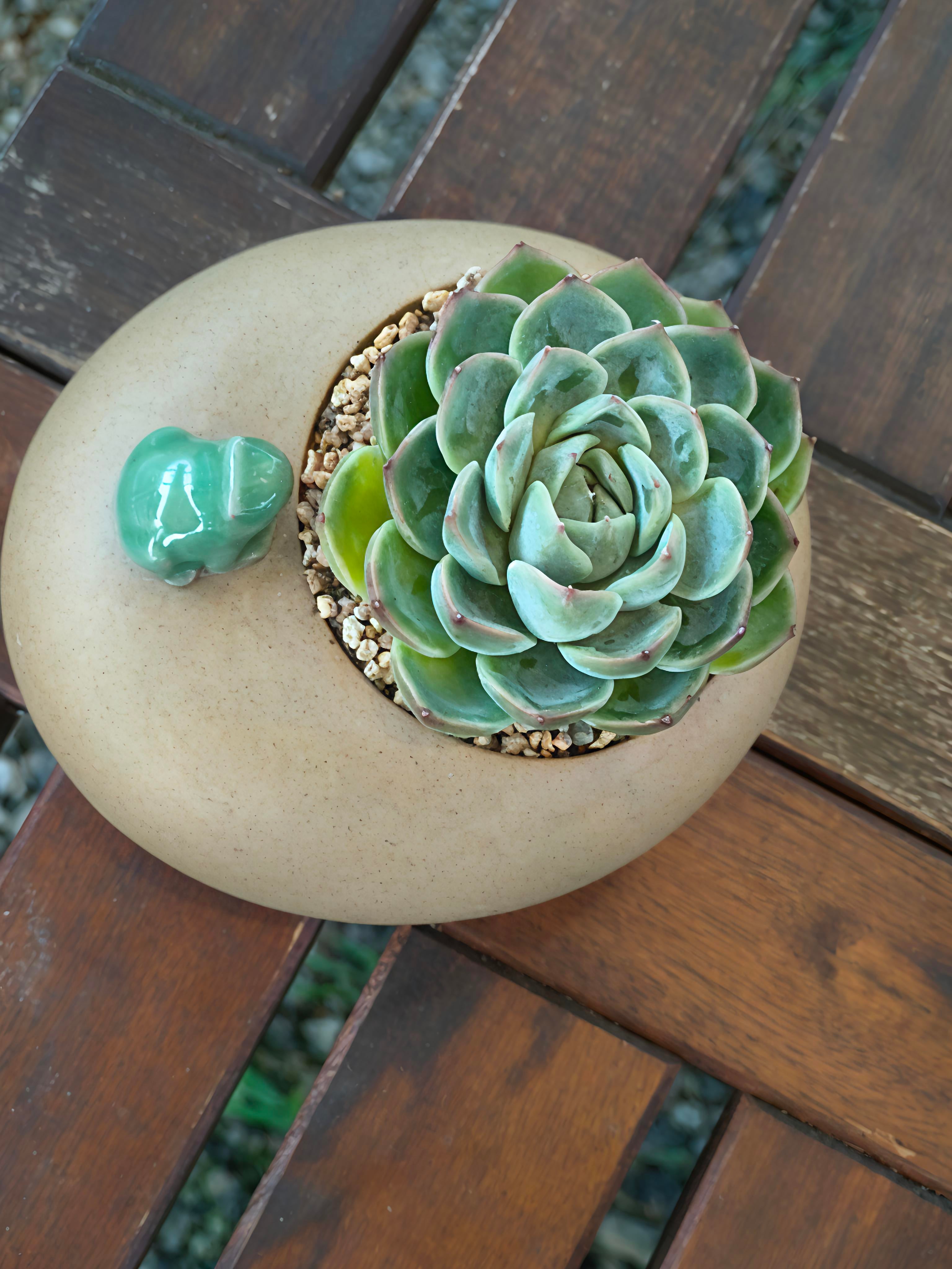 Succulent Frog Planter – Echeveria 'Onslow' - SlowBloomGreens