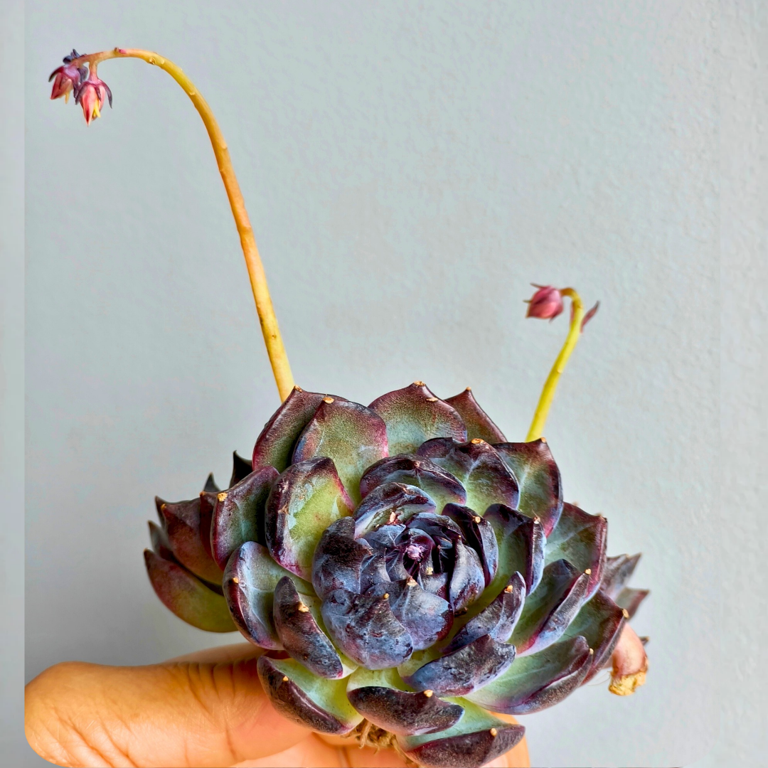 Echeveria ‘Black Prince’ – Bare Root Succulent - SlowBloomGreens