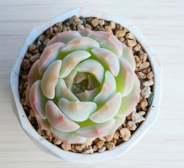 Classic Marble Orange Planter – Echeveria hybrid - SlowBloomGreens