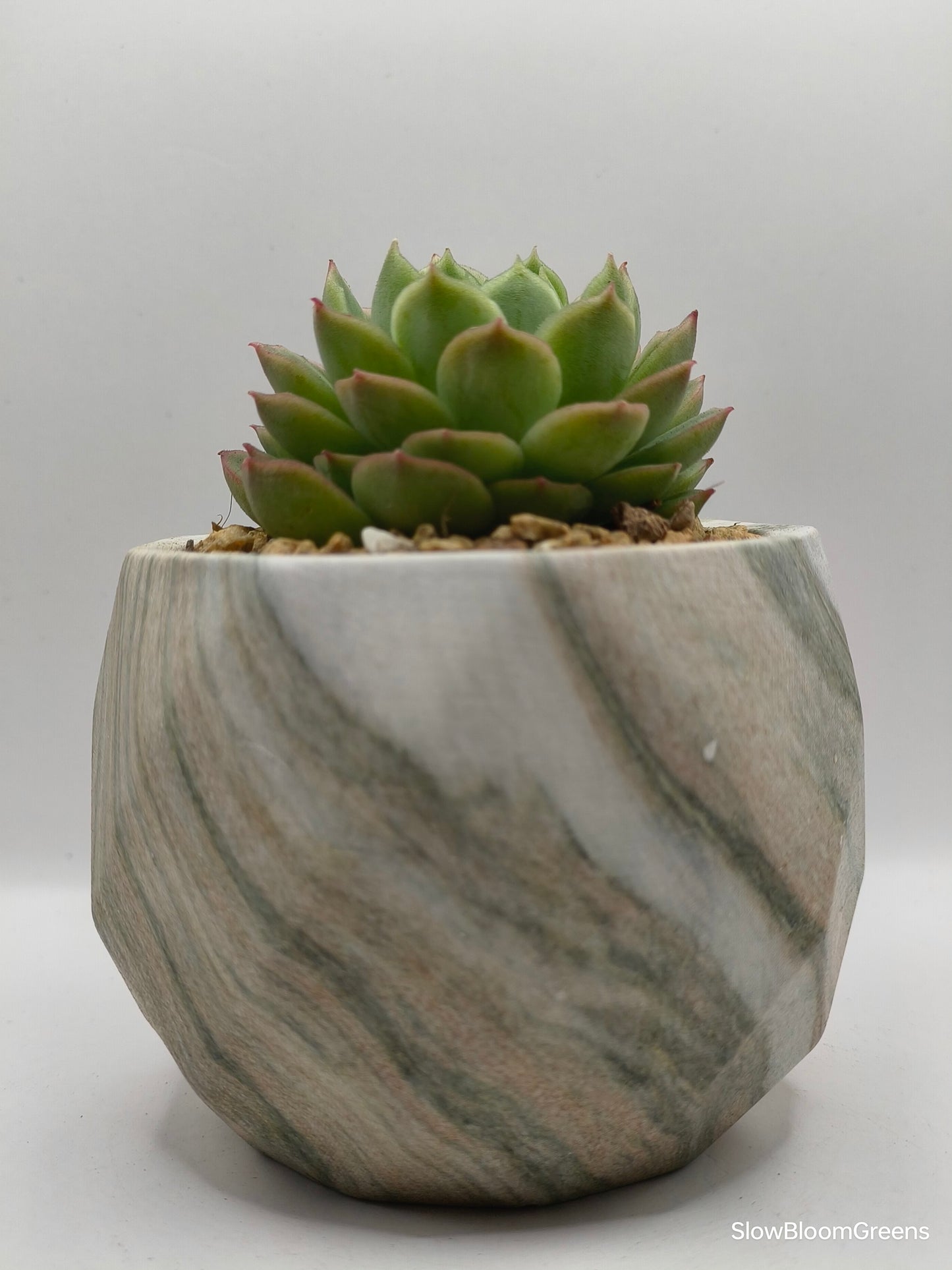 Succulent Classic Marble Earth Green Moss - SlowBloomGreens