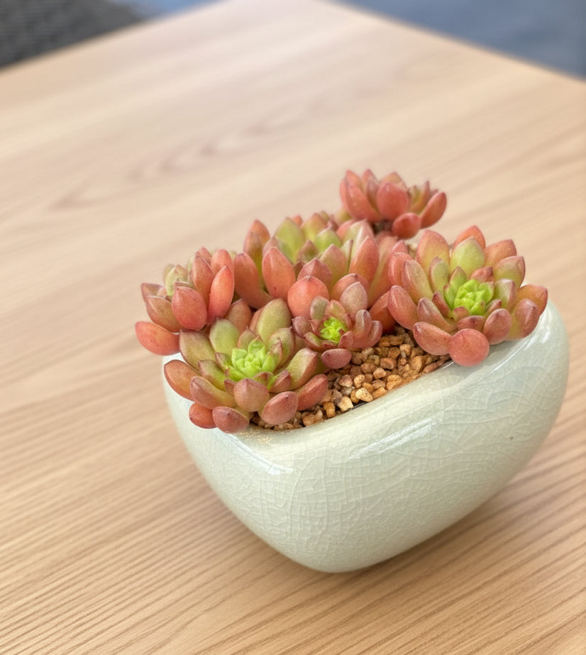 Succulent Zen Square Pastel Blue Planter – Sedeveria ‘Pink Ruby’ - SlowBloomGreens