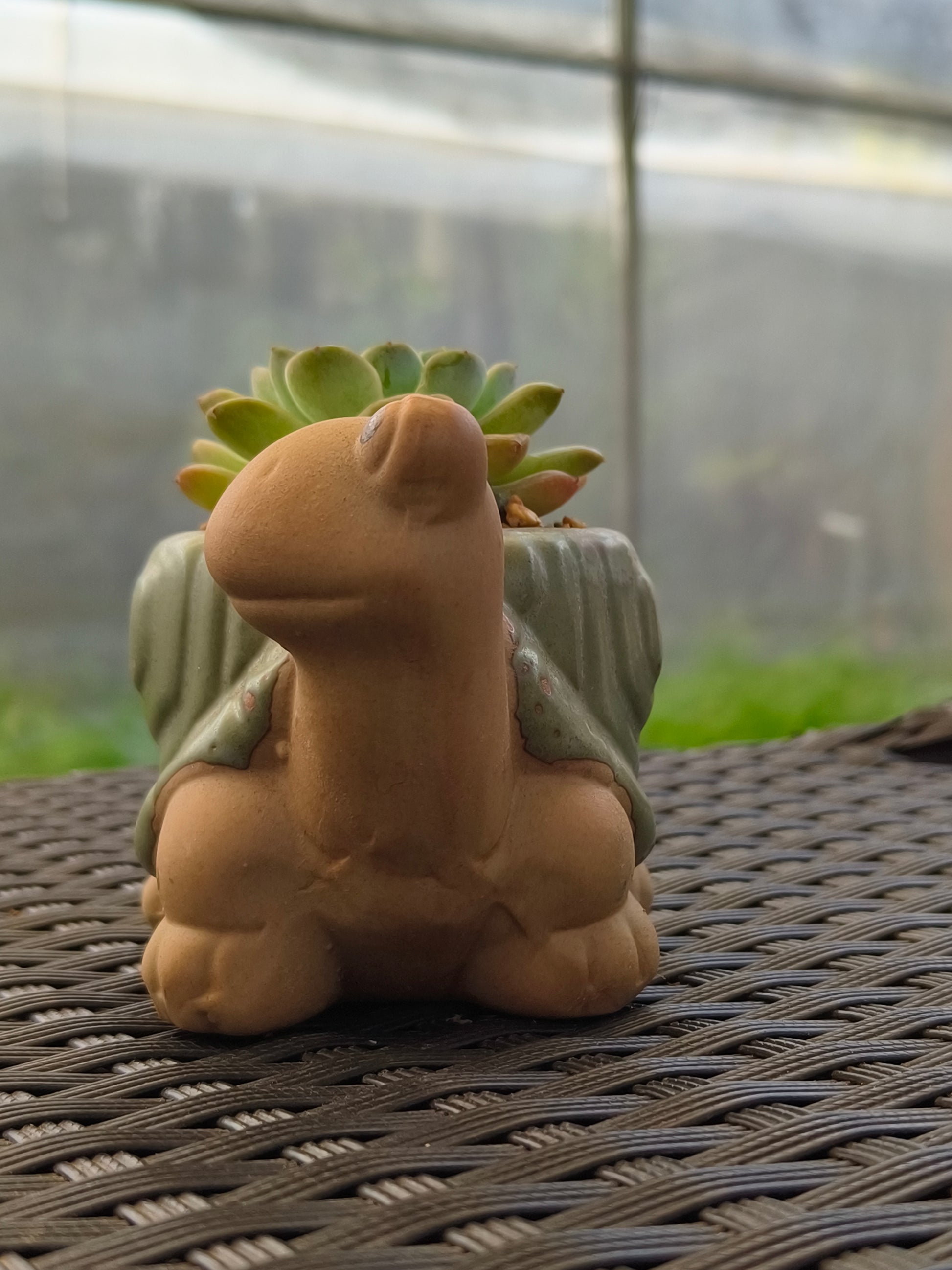Succulent Tortoise Planter- Echeveria Ice Green - SlowBloomGreens