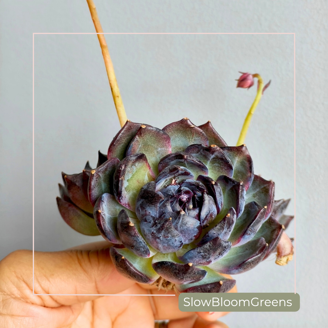Echeveria ‘Black Prince’ – Bare Root Succulent - SlowBloomGreens