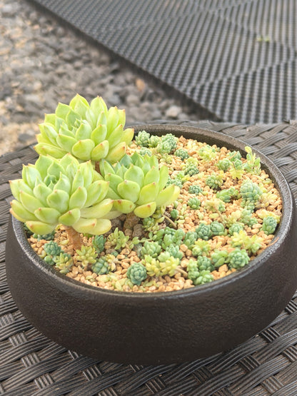 Succulent Classic Black Planter – Echeveria ‘Lime n Chili’ & Blue Tears Sedum