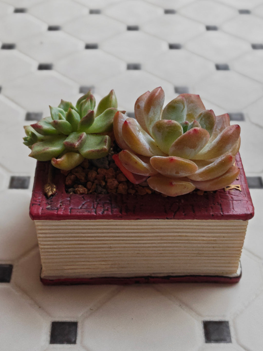 Succulent Book Nook Planter– Assorted Succulents - SlowBloomGreens