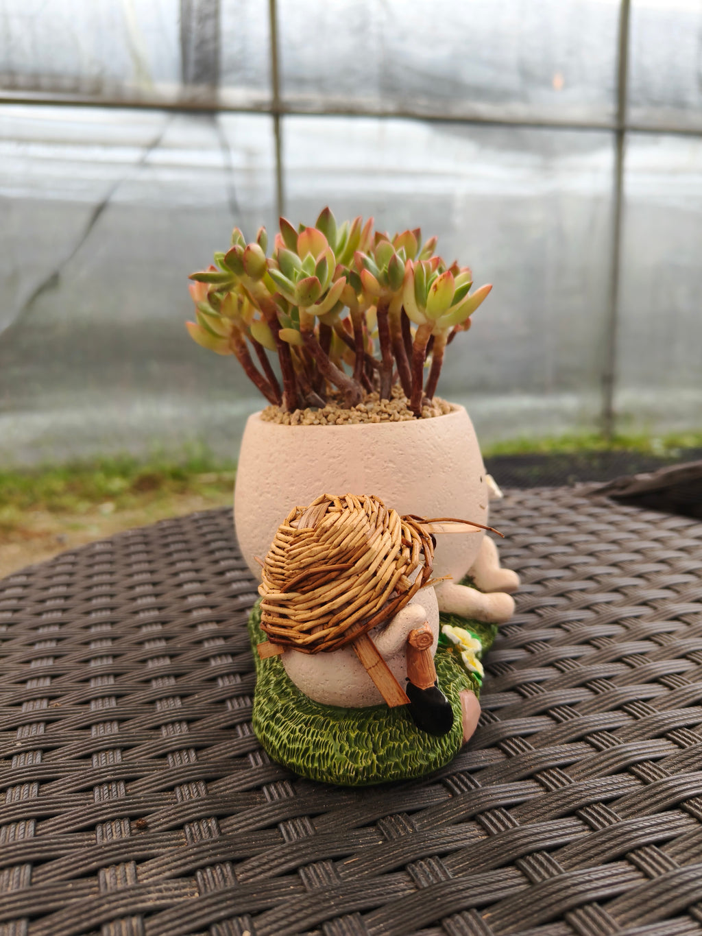 Succulent Buddies Planter - Echeveria 'Minibelle' - SlowBloomGreens