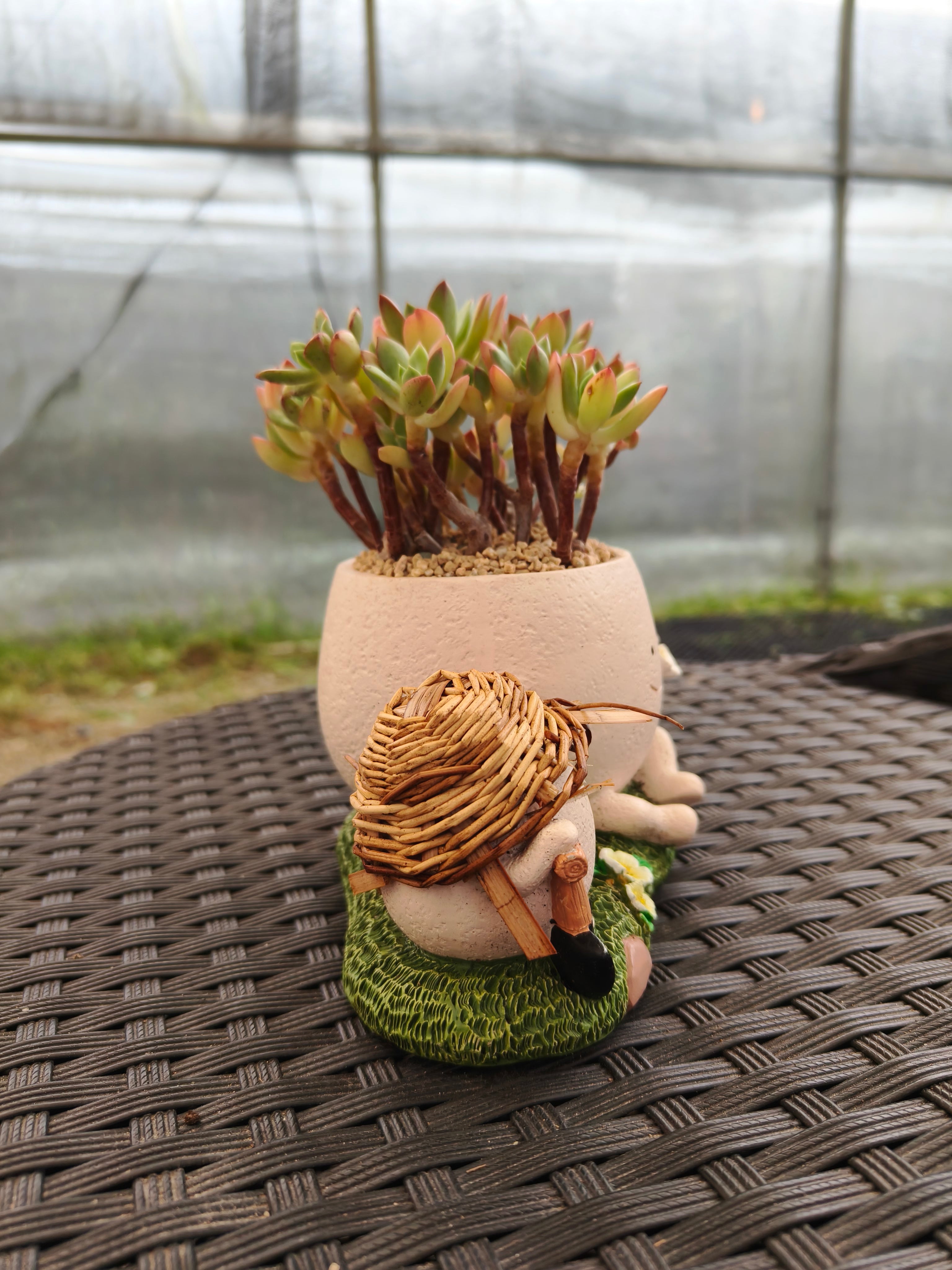 Succulent Buddies Planter - Echeveria 'Minibelle' - SlowBloomGreens