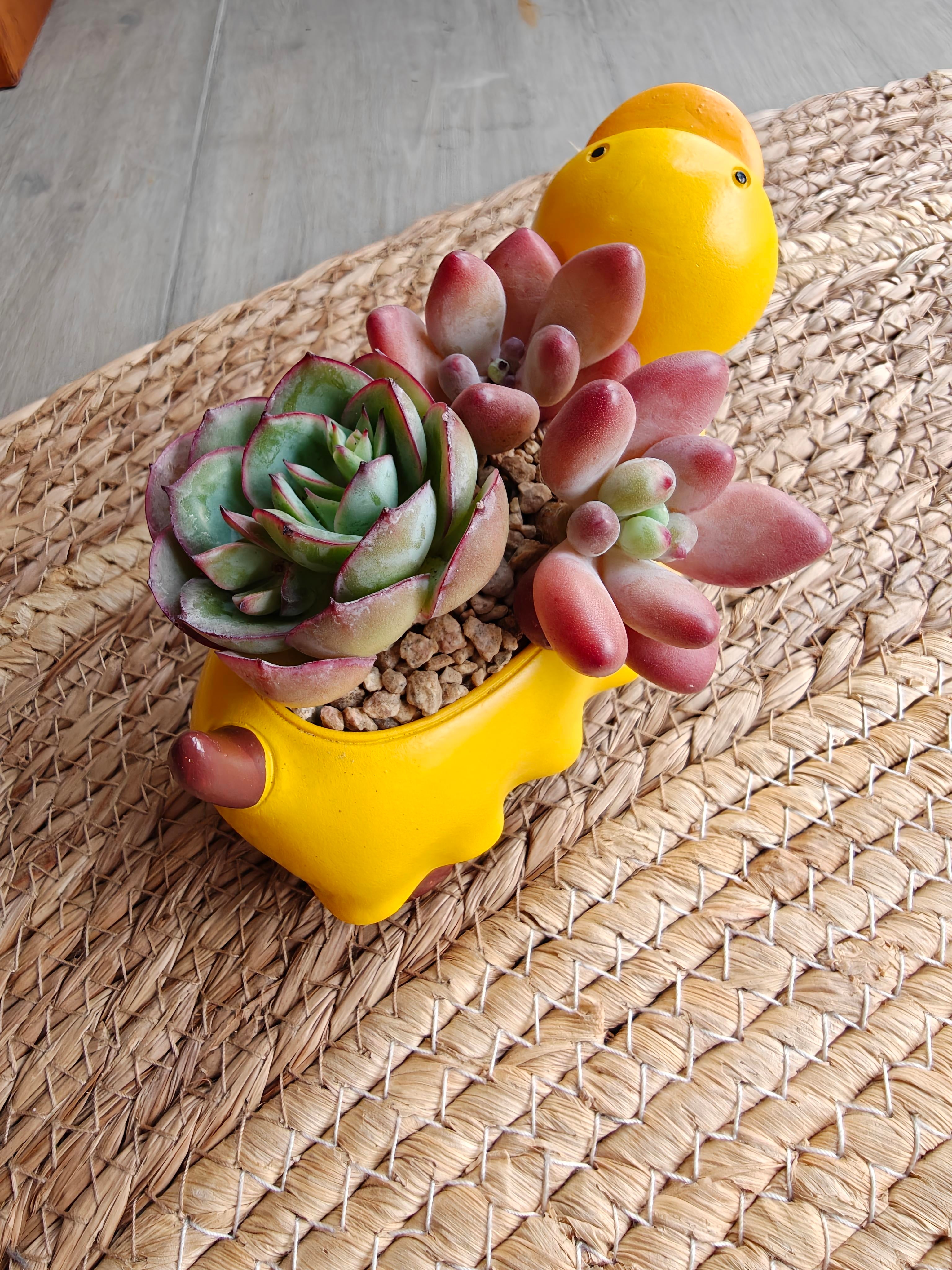 Succulent Dachshund Planter – Mixed Succulent Arrangement (Ducky Raincoat)