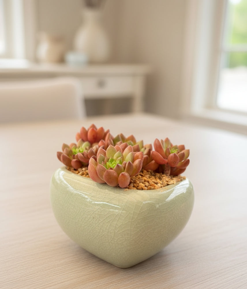 Succulent Zen Square Pastel Blue Planter – Sedeveria ‘Pink Ruby’ - SlowBloomGreens