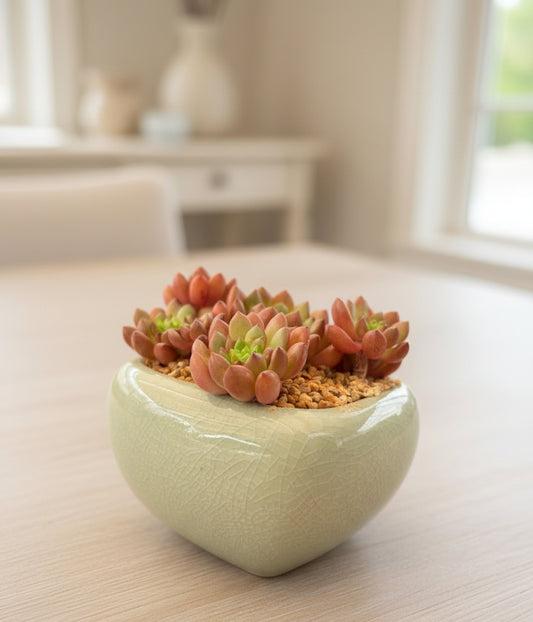 Succulent Zen Square Pastel Blue Planter – Sedeveria ‘Pink Ruby’