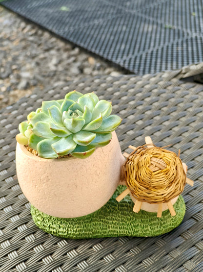Succulent Buddies Planter - Echeveria+ 3 chubby Ice Green