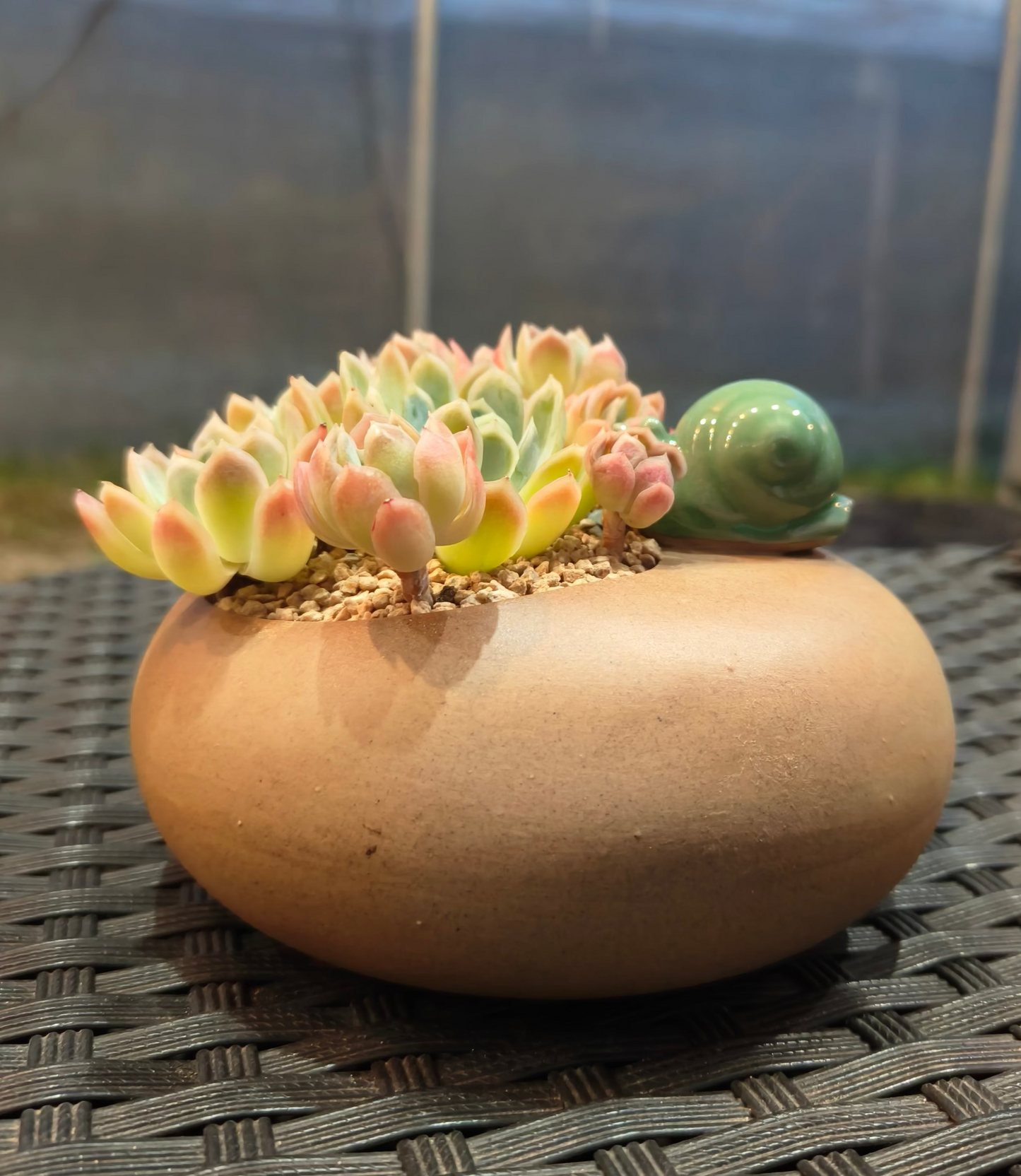Succulent Snail Planter – Echeveria Suryeon
