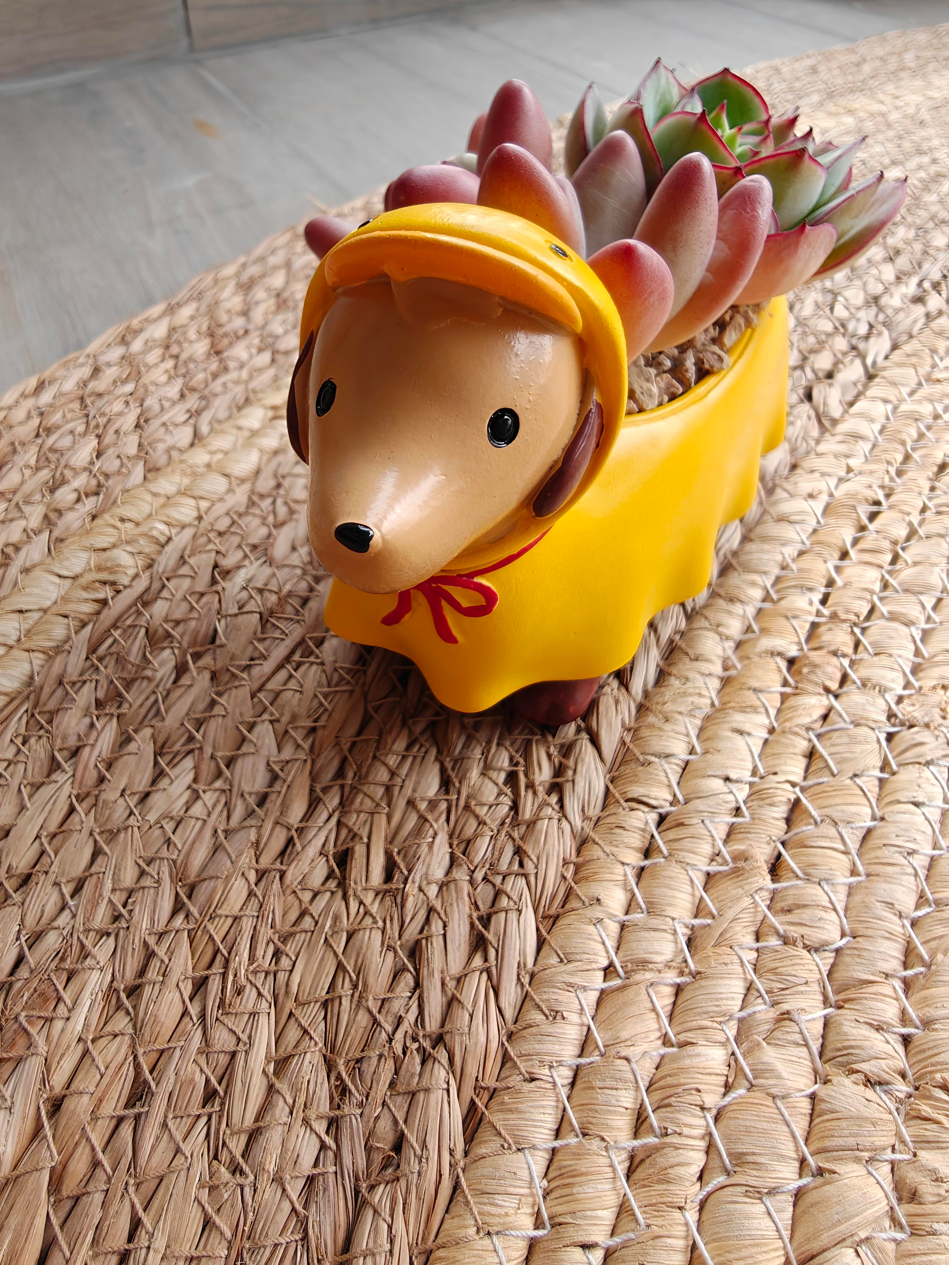 Succulent Dachshund Planter – Mixed Succulent Arrangement (Ducky Raincoat)