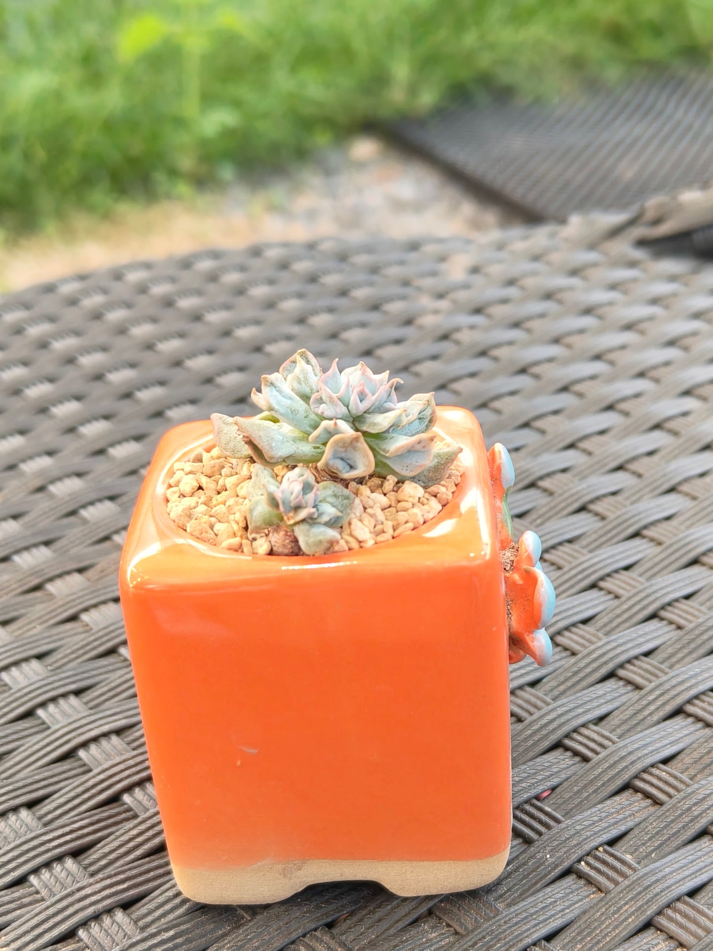 Succulent Floral Charm Orange Mini Planter – Echeveria 'Cubic Frost' (Botle tree)