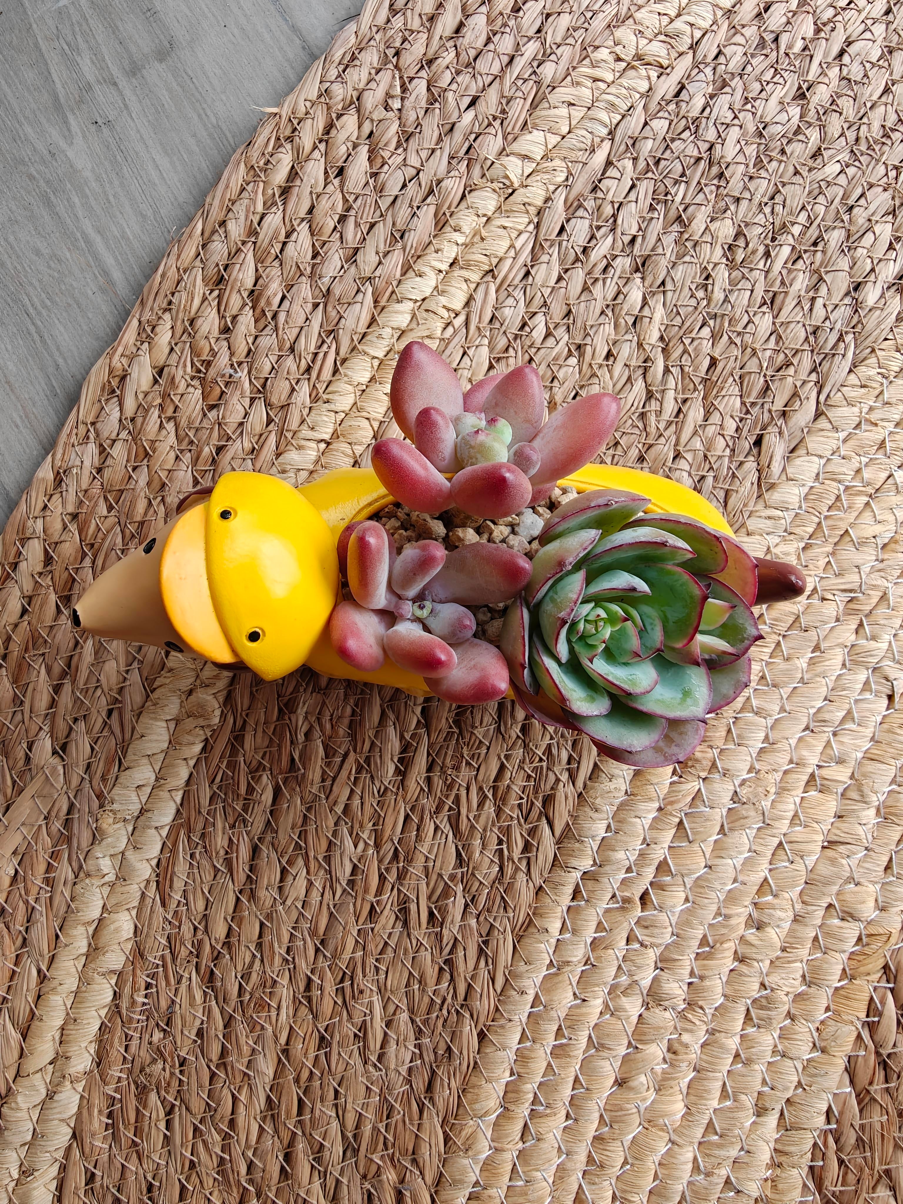 Succulent Dachshund Planter – Mixed Succulent Arrangement (Ducky Raincoat)