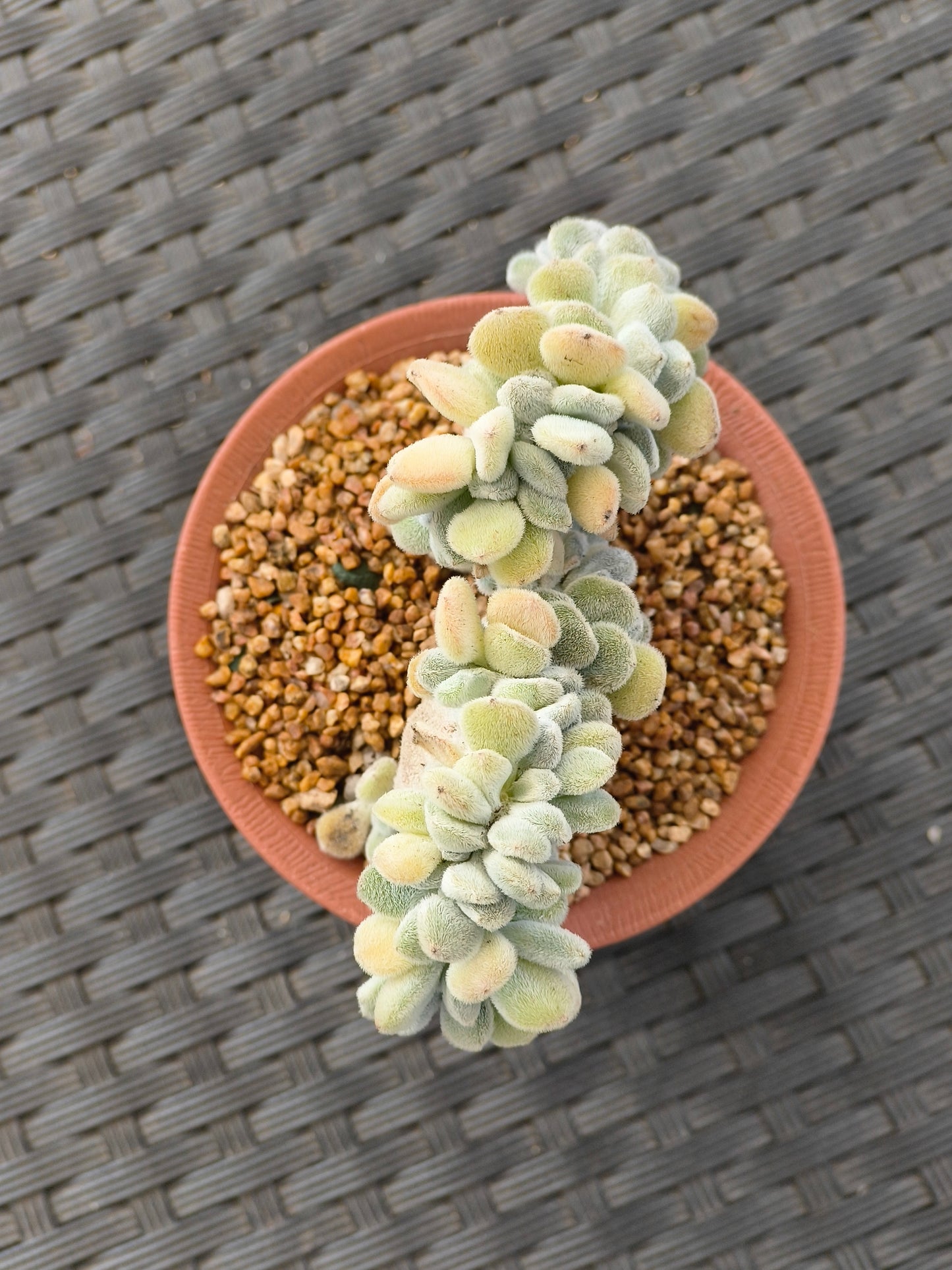 Succulent Starter Planter - Echeveria Pulvinata 'Frosty' f. cristata.