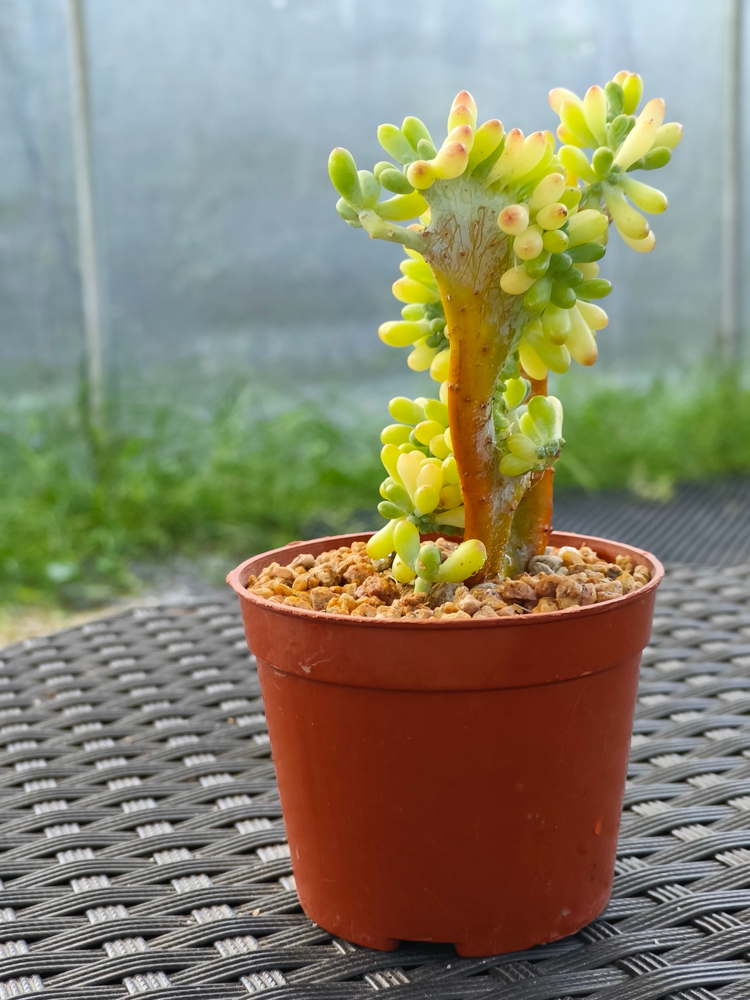Succulent Starter Planter - Sedum Pachyphyllum 'Jellybeans' - SlowBloomGreens