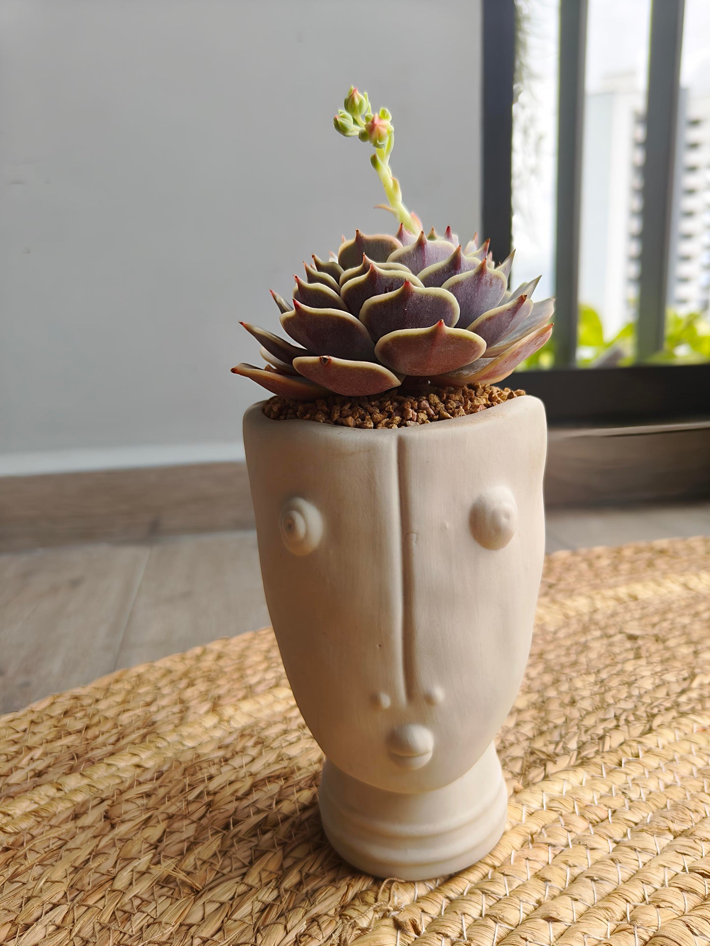 Succulent Serene Muse Face Planter – Echeveria ‘Lola’ - SlowBloomGreens