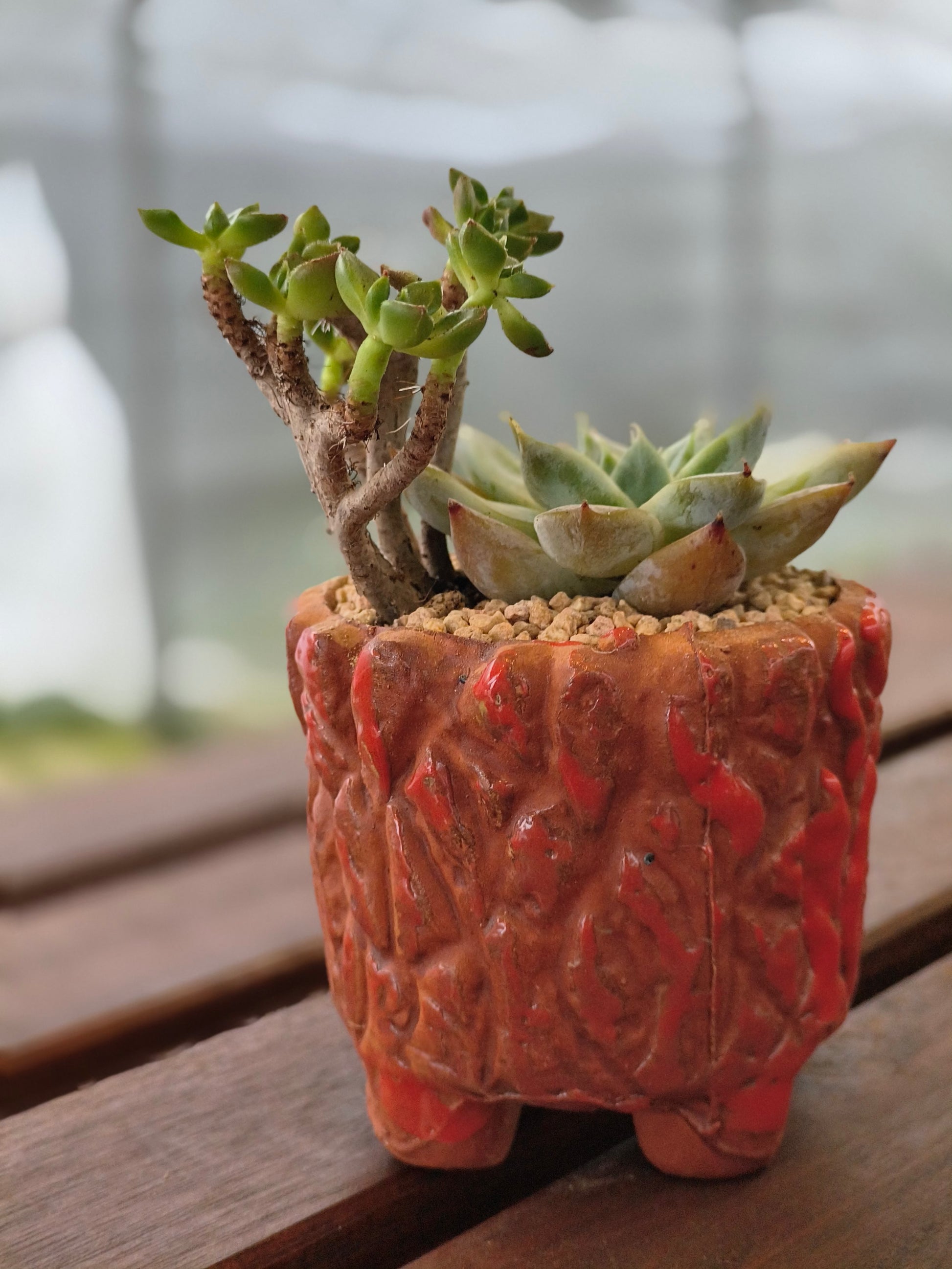 Succulent Rustica Ceramic Red – Handcrafted Succulents - SlowBloomGreens