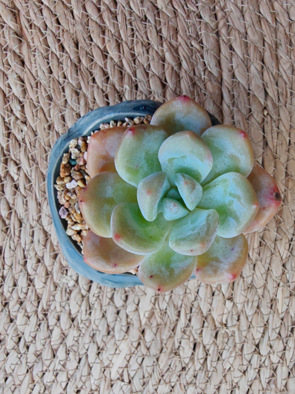 Rustic Bloom Succulent Planter – Echeveria 'Orange Monroe'