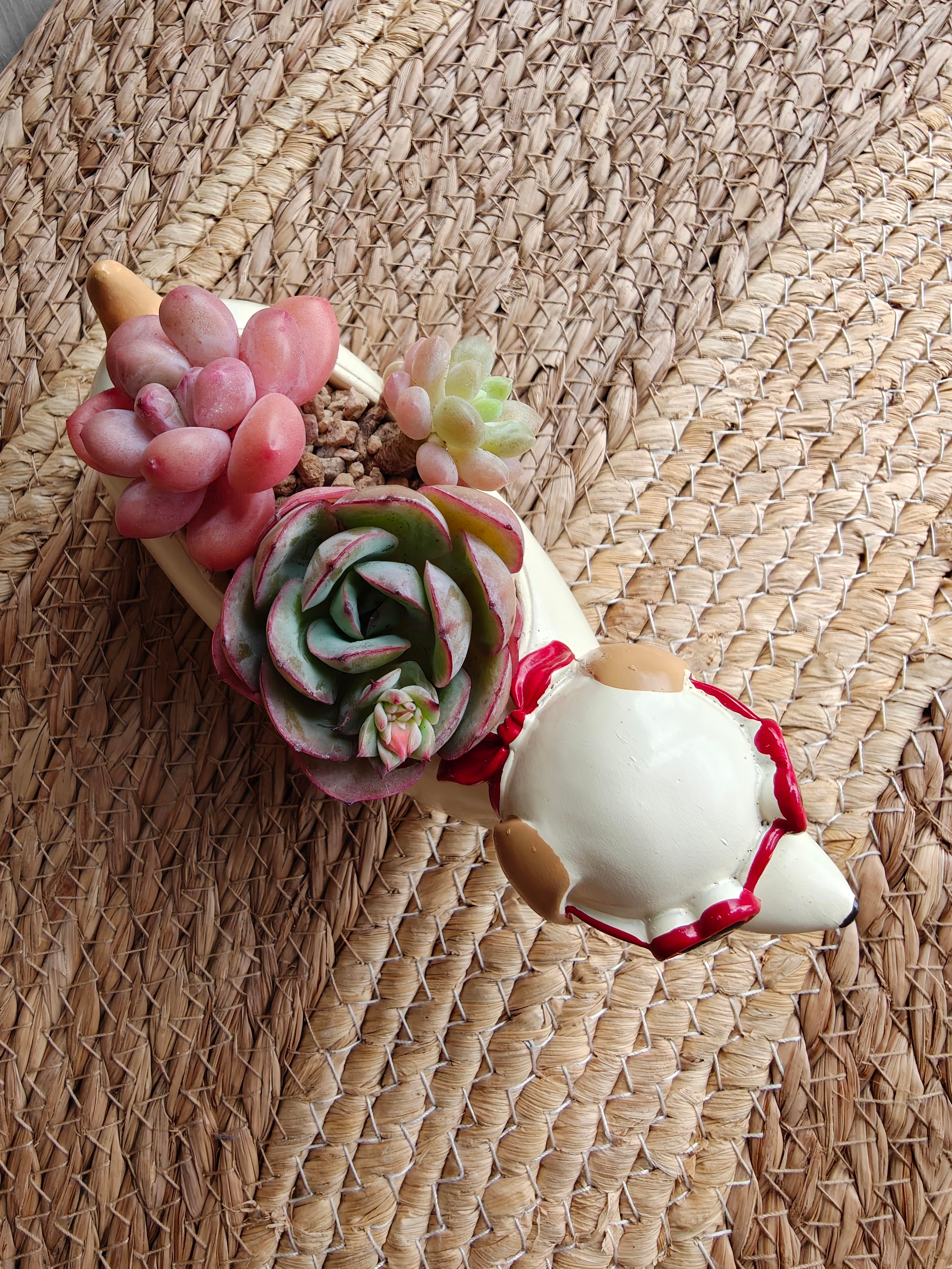 Succulent Dachshund Planter – Mixed Succulent Arrangement (Heart Sunglasses)
