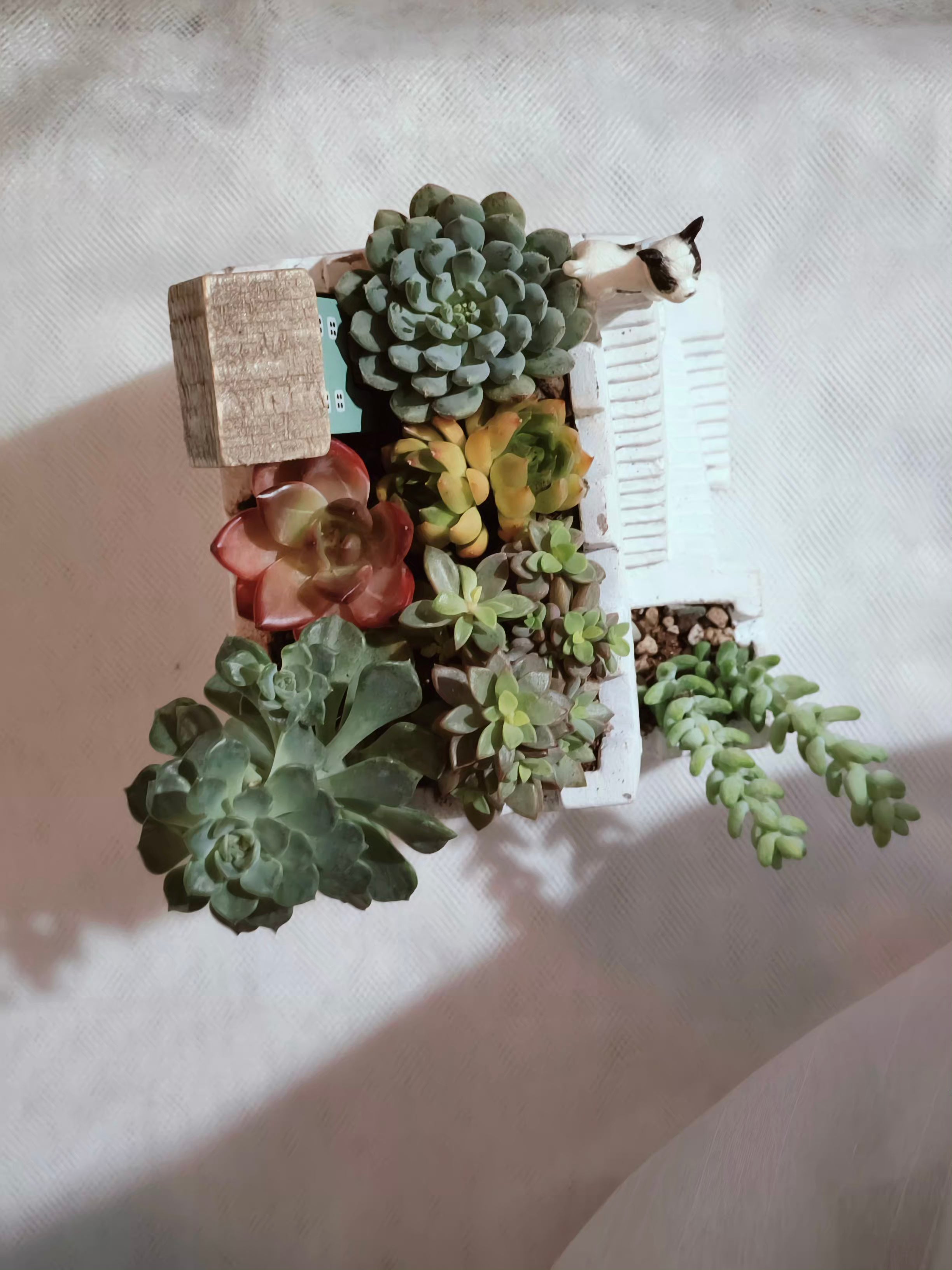 Succulent Sakura Blue - Sedum Lucidum - SlowBloomGreens