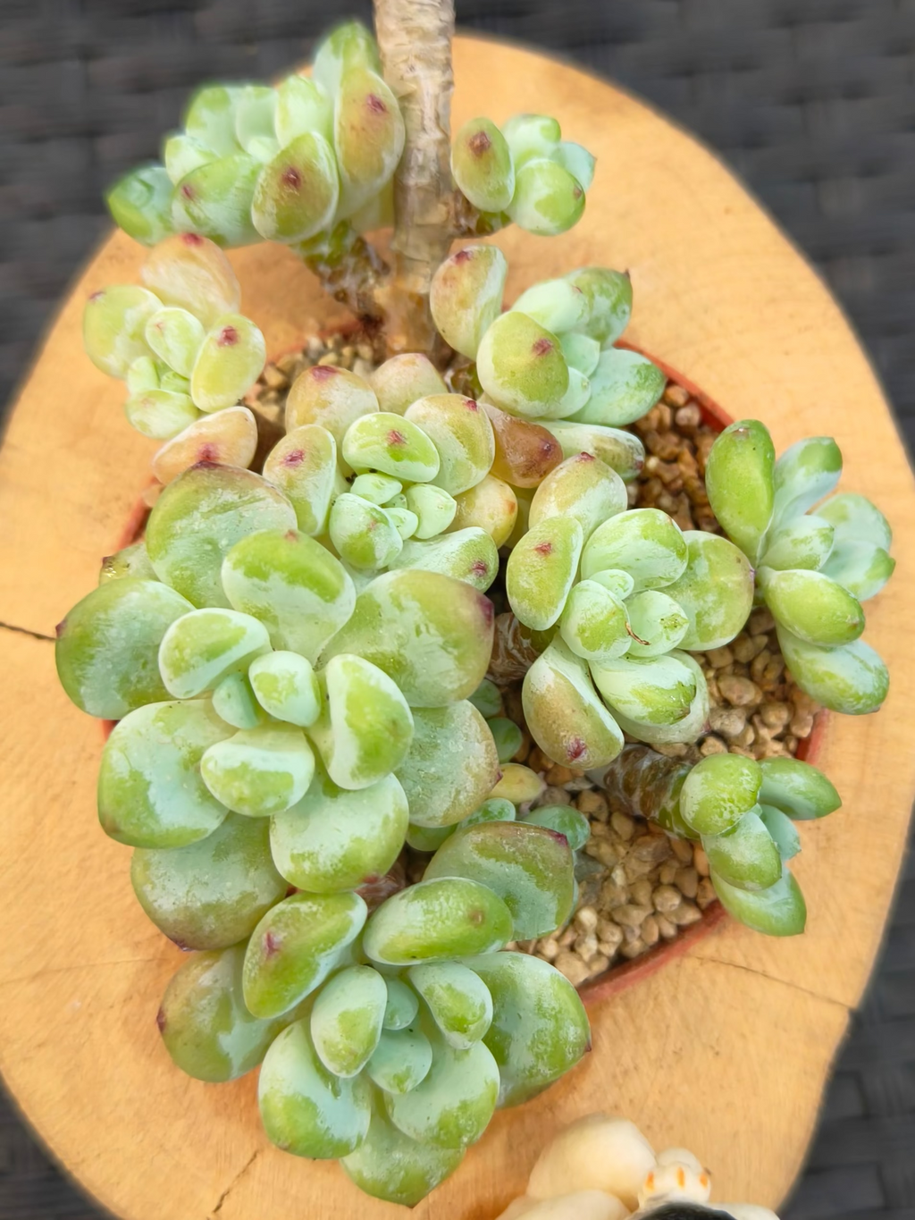 Succulent Bulldog on Woodland Log – Tiscalatengo Gorge Sedum - SlowBloomGreens