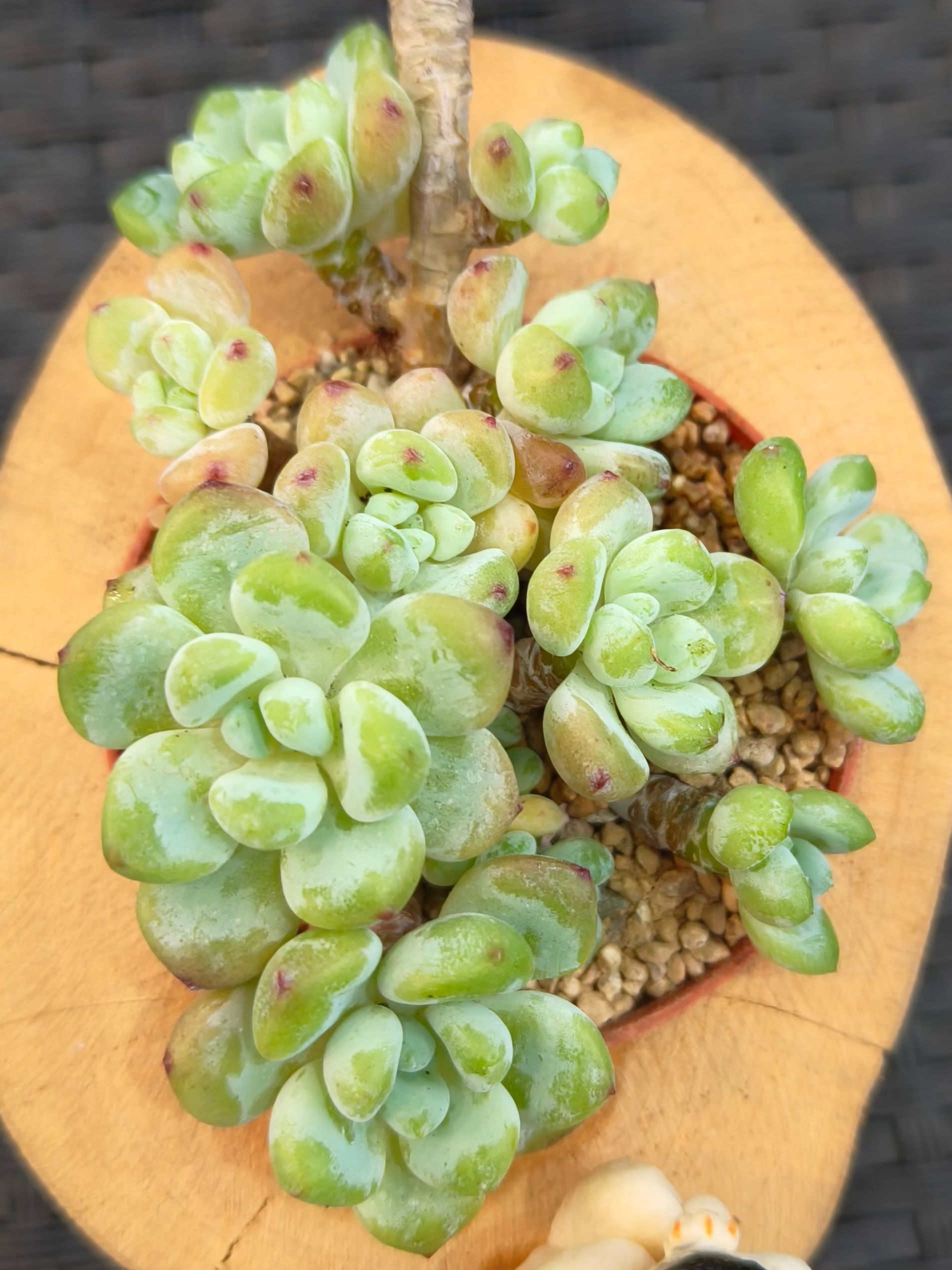 Succulent Bulldog on Woodland Log – Tiscalatengo Gorge Sedum - SlowBloomGreens