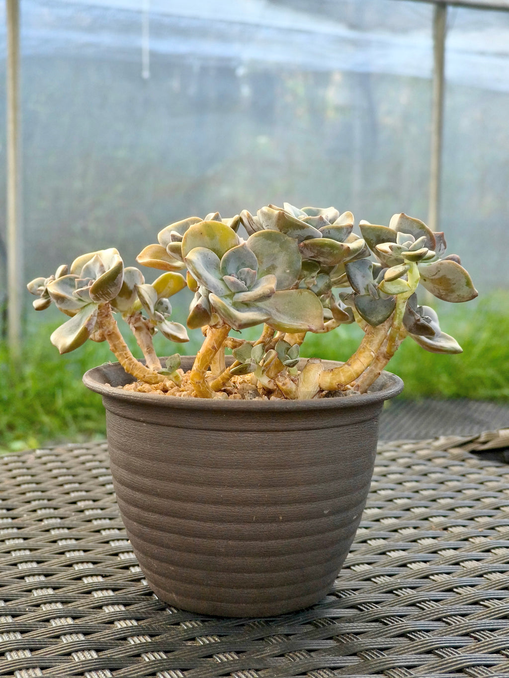 Succulent Starter Planter - Graptopetalum ‘Purple Delight’ - SlowBloomGreens