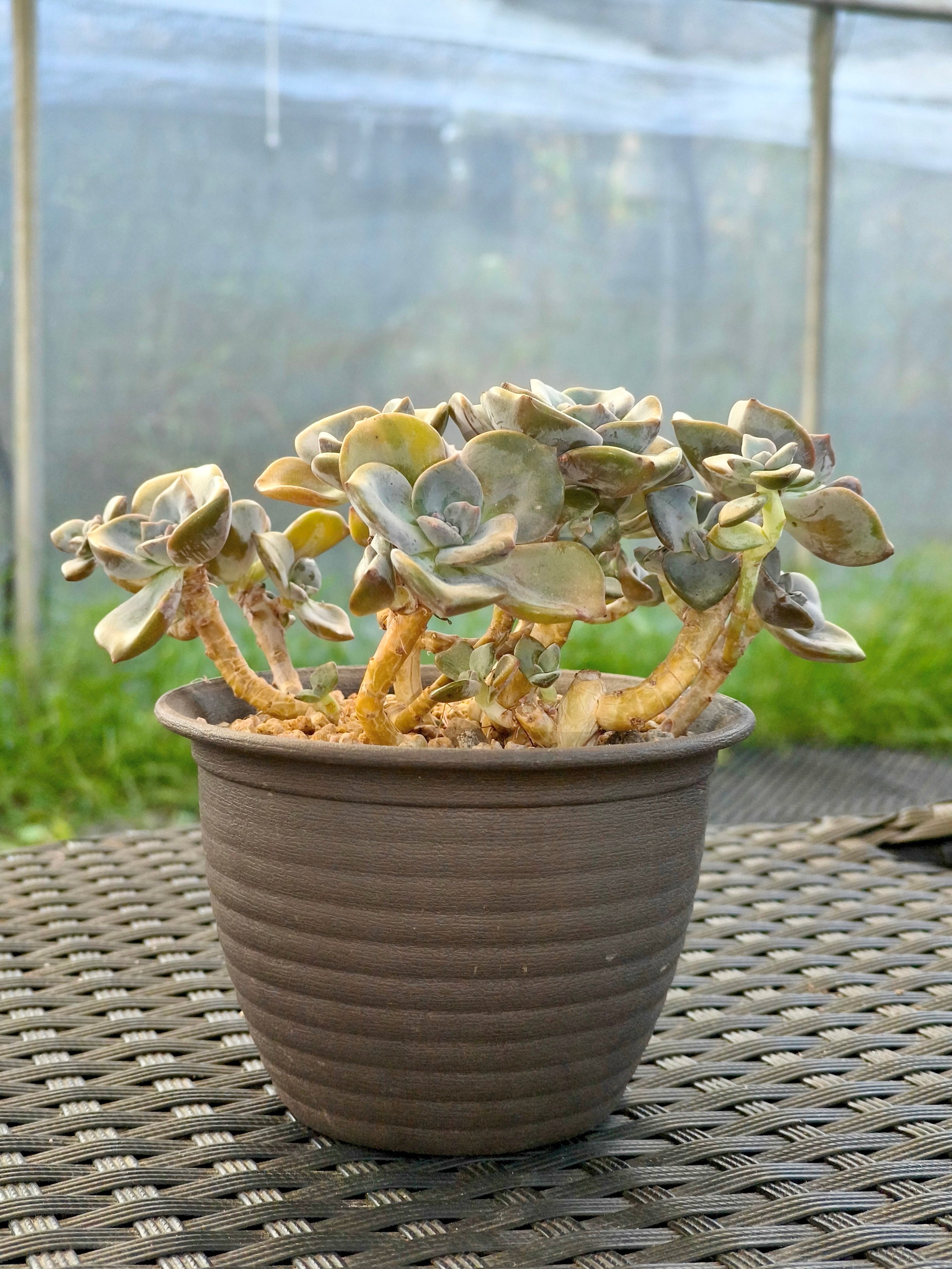 Succulent Starter Planter - Graptopetalum ‘Purple Delight’ - SlowBloomGreens