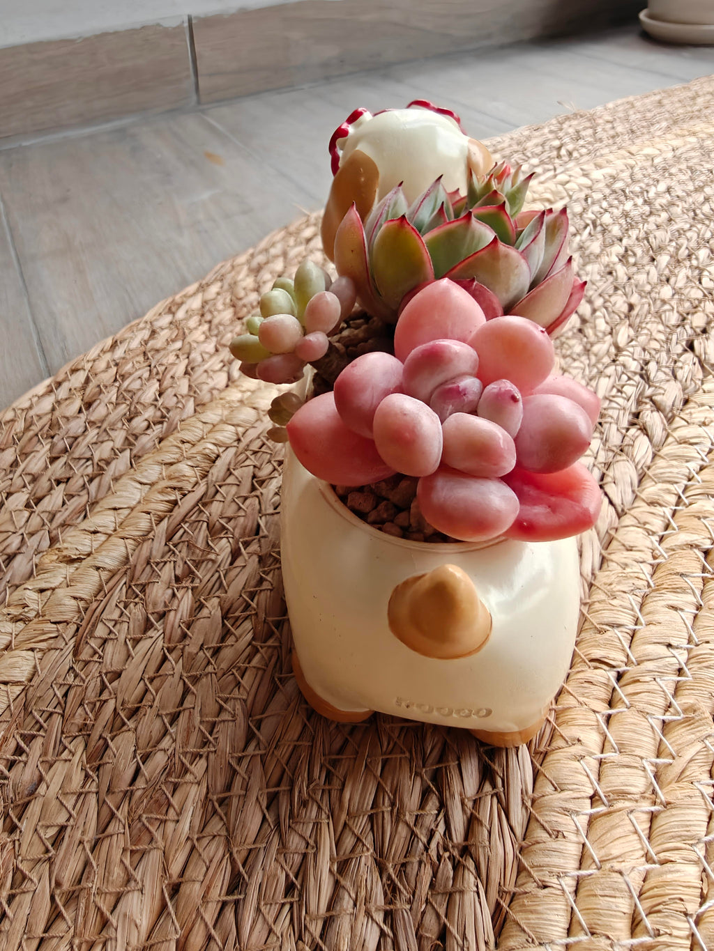 Succulent Dachshund Planter – Mixed Succulent Arrangement (Heart Sunglasses) - SlowBloomGreens