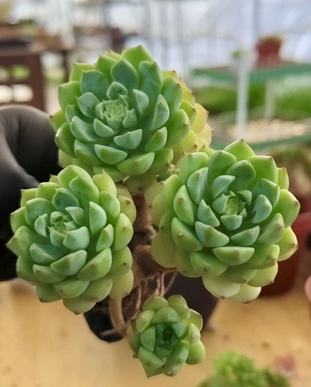 Succulent Starter Planter - Echeveria 'Lime n Chili' - SlowBloomGreens