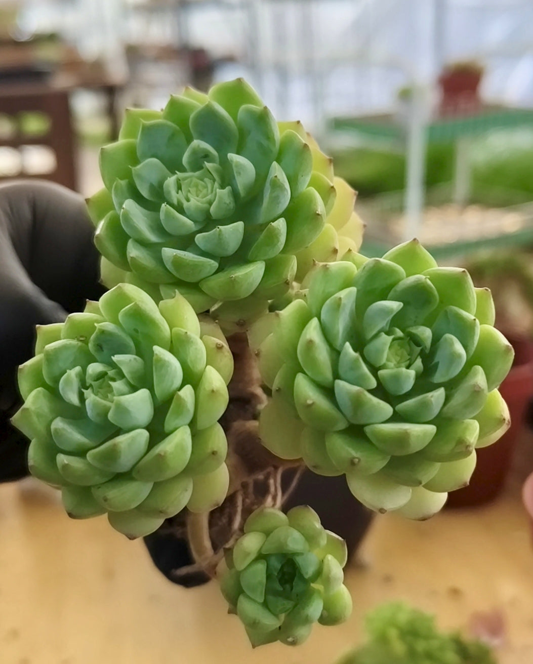 Succulent Starter Planter - Echeveria 'Lime n Chili'