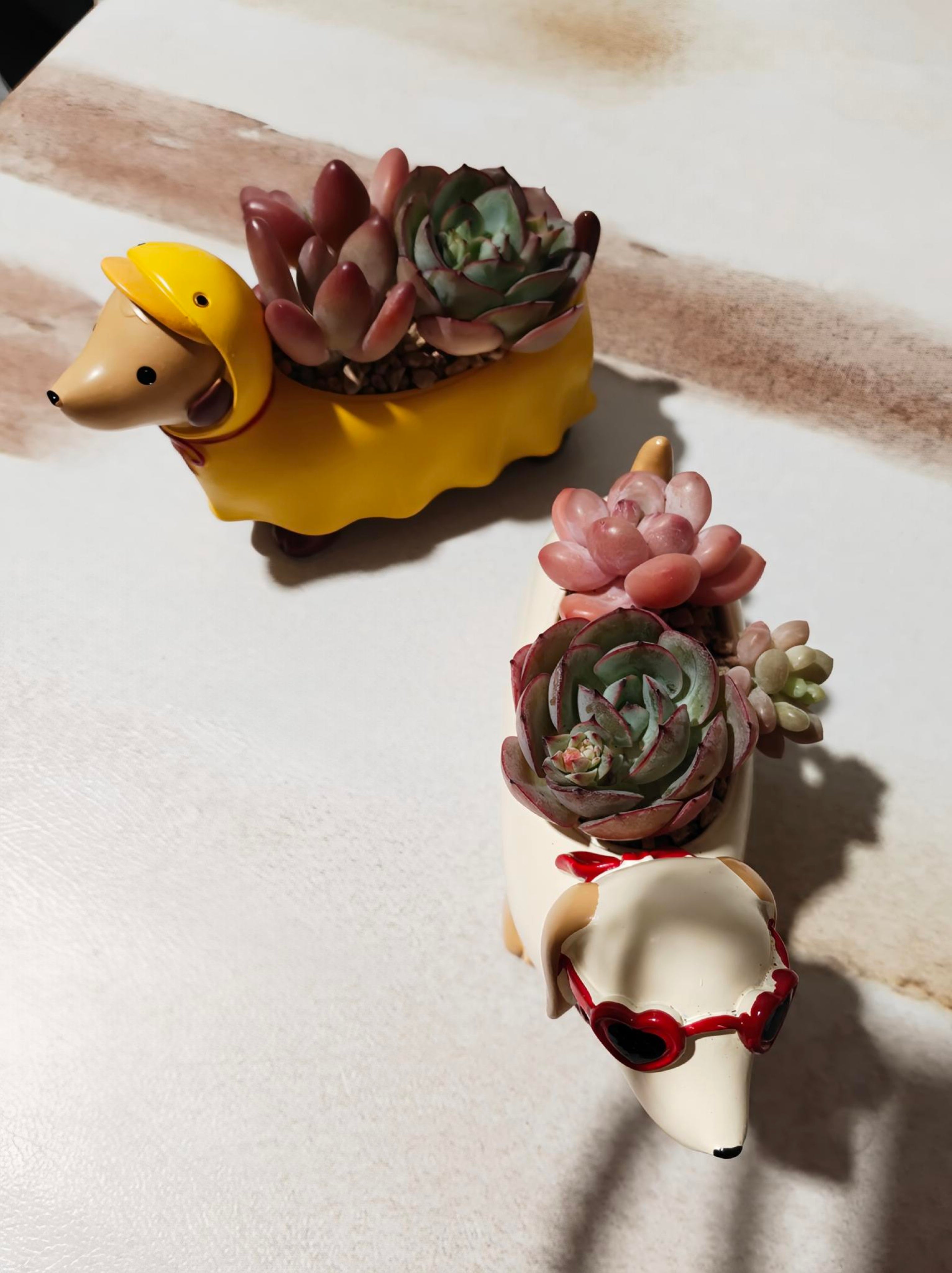Mother’s Day Succulent - Ducky Raincoat Dachund