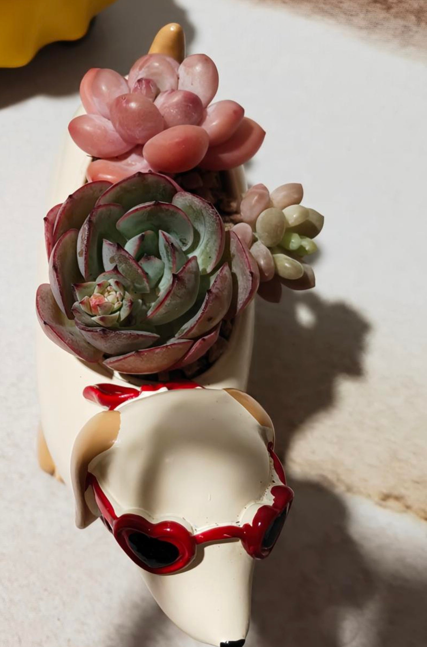 Mother’s Day Succulent - Ducky Raincoat Dachund