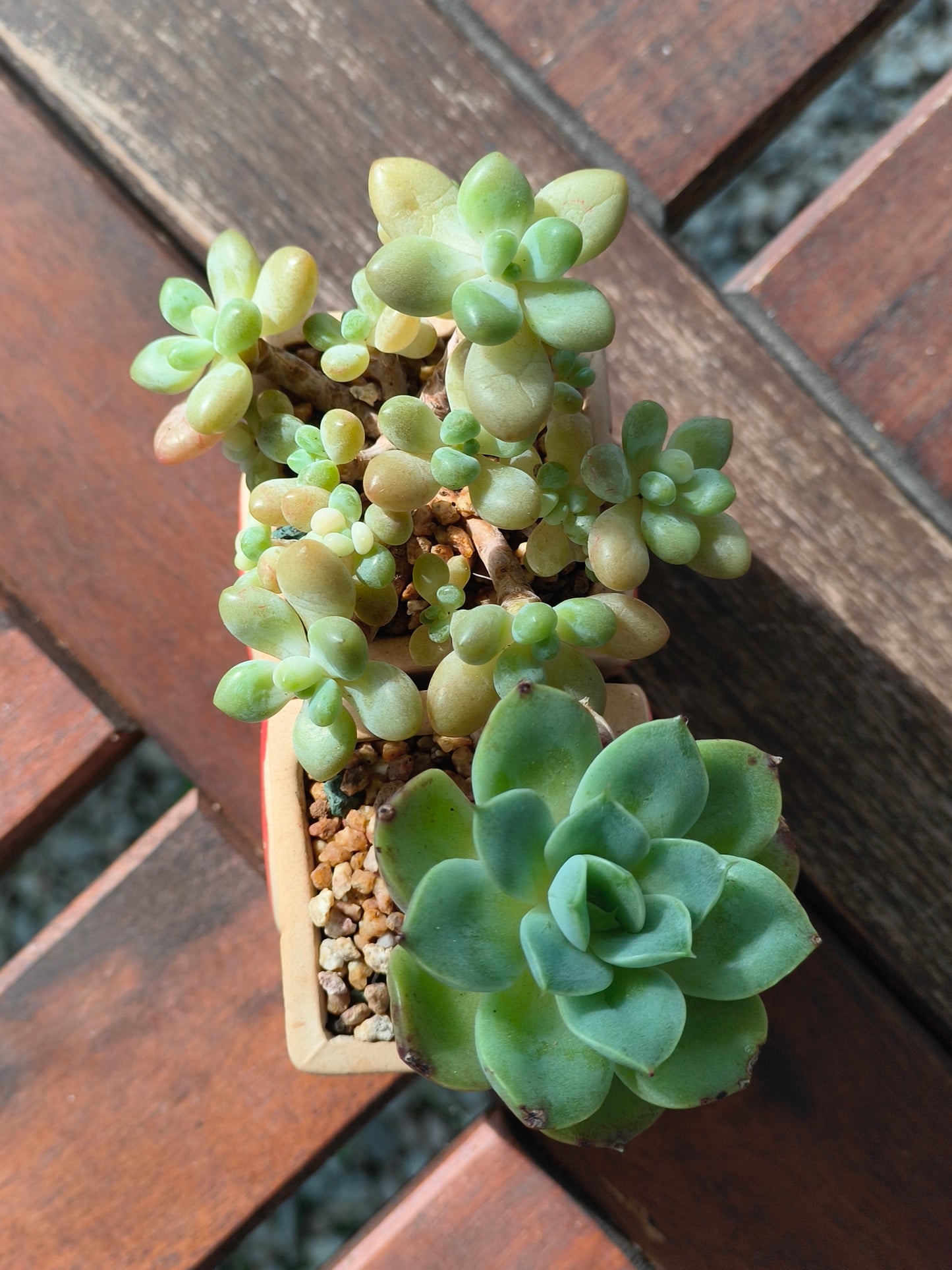 Succulent Heart Duo – The Perfect Gift of Love and Growth